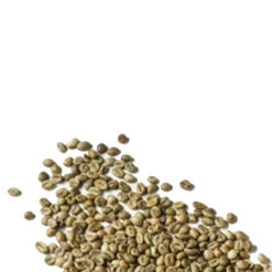Robusta S16 premium