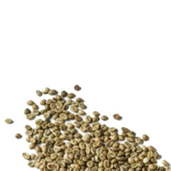 Robusta S18 premium