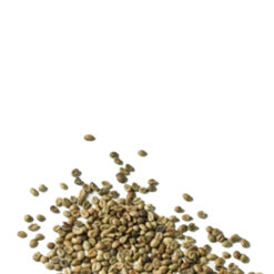 Robusta S16-2%