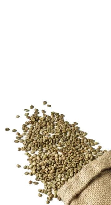Robusta S18-2%