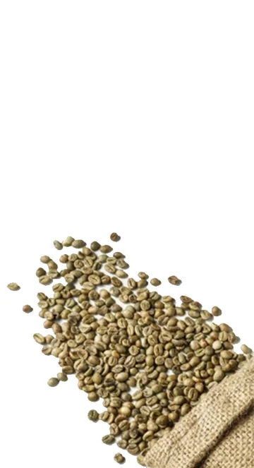 Robusta S18 premium