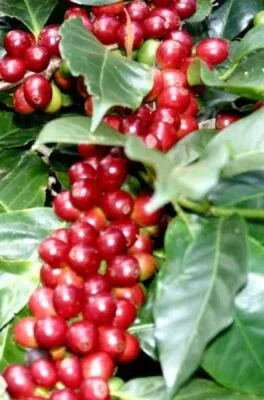 Nông sản — cà phê nhân xô